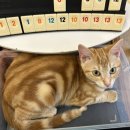 캣카페 집사의하루 분당점 이미지