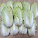 알배기 배추 후기