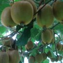 은혜농장2 이미지