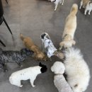 거제유치원 | 거제애견카페 강아지유치원 멍아일랜드 방문 후기