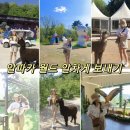 홍천밧데리 | 홍천 알파카월드 입장료 운영시간 총정리 알파카 먹이주기 산책 체험 후기