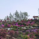 진안 원연장 꽃잔디축제 - 마음에 분홍 분홍 꽃물 들인 날. 이미지
