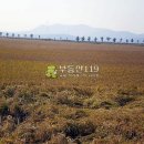 충남 당진시 석문면 초락도리 / 밭 전, 노인요양원용지 야적장부지 귀촌용지 농작물재배부지 귀농부지추천지 / 5 이미지