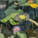 평화가든 | 2025년 5월 히로시마 여행 (보타니컬 가든, 미야지마, 평화공원 )