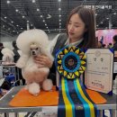 대전애견미용학원
