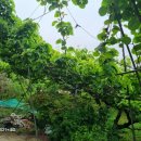 성립농장 이미지