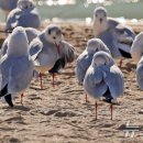 부산갈매기 이미지