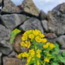 석곡(화산) | 2026년 3월 산방산 유채꽃 개화 상태...지금 아니면 늦다! '산방산 유채꽃과 서귀포 감성 산책'