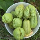 농원농산 | 참다래세암골농원 이벤트 개최합니다