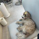 뭉뭉이네 | 분당미용실 야탑미용실 룹헤어야탑점 전체염색 톤다운 후기