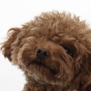 곱슬강아지 이미지