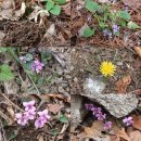 지장산- 능수벚꽃은 일주일후에나 만개하는 대신 온갖 야생화와 조망.절경으로 !! 이미지