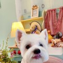 베이글버트그루밍