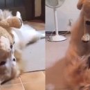우쭈쭈 강아지 이미지