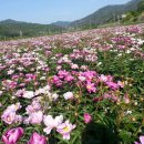 전남생약협동조합 이미지