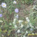 차강농장 이미지