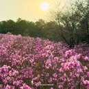 숨 휴양센터 | 등산 초보도 10분컷 대구 꽃구경 명소 와룡산 진달래 동산