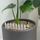 몬스테라