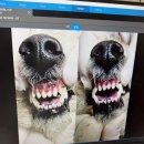 김 S 동물병원 이미지