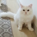 꽃길 걷는 고양이 이미지