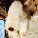 테리몽하우스 이미지