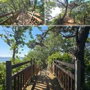 대부해솔길 1-1코스(순환코스) | 경기도 여행지 안산 대부도 해솔길 1코스 구봉도 해솔길