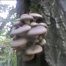 참나무에 다발로 나있는데 무슨 버섯인지 궁굼합니다 이미지