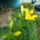 왕원추리꽃과 백합꽃(노랑색) 이미지