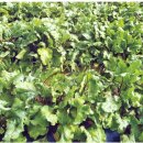 영광흑염소농장 이미지