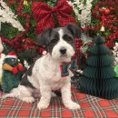 개르띠에 이미지