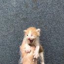 광명5동 주민센터 이미지