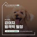제주24시숨동물의료센터 | 제주도24시동물병원 강아지 구토로 인한 횡격막 탈장 진단 및 치료 케이스 [숨동물의료센터]