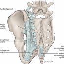 골반(Pelvis) 해부학적 이론 이미지