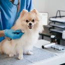 시온동물병원 이미지