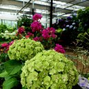 카멜리아힐 이미지