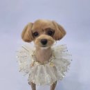 희망애견미용실 이미지