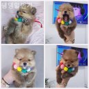 댕댕 일번가 이미지