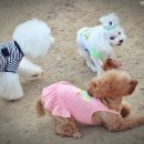 컨츄리독