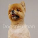 루이앤독스 이미지