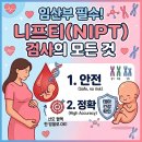 무등실버메디플러스 | [엘르메디] NIPT 니프티 검사 비용 기간 후기