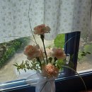 푸른창