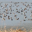 장선포1 이미지