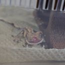 에버리움 | 자연을 담은 에버리움 크레스티드게코 아크릴사육장