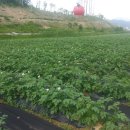 녹색농장 이미지