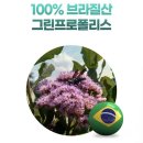 공구조아 | 🐝 환절기 면역력 치트키! 조아제약 브라질 그린프로폴리스 플러스 1+1 역대급 공구