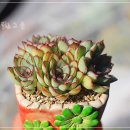 아이스펠 네이버블로그