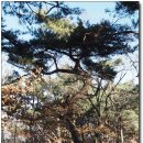 사슬치마을 이미지