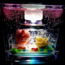 에이스냥 이미지