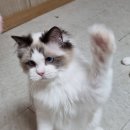 엘름트리 캐터리 이미지