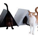 고양이집:고집 이미지